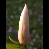 Magnolia Soulangeana (fam Magnoliacees) (04)
